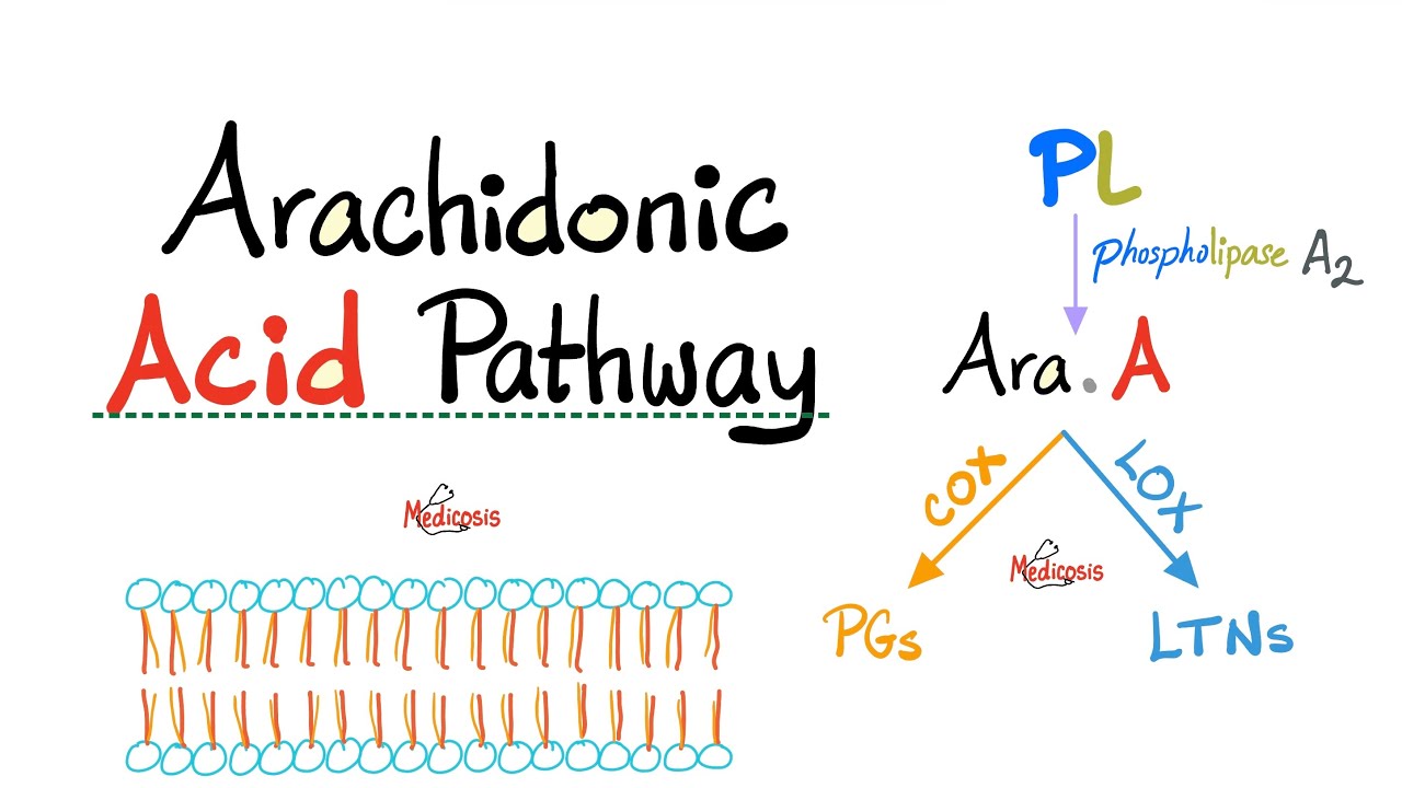 Arachidonic Acid Pathway- The most Comprehensive Explanation - COX-1, COX-2, LOX,Prostaglandin, LTNs