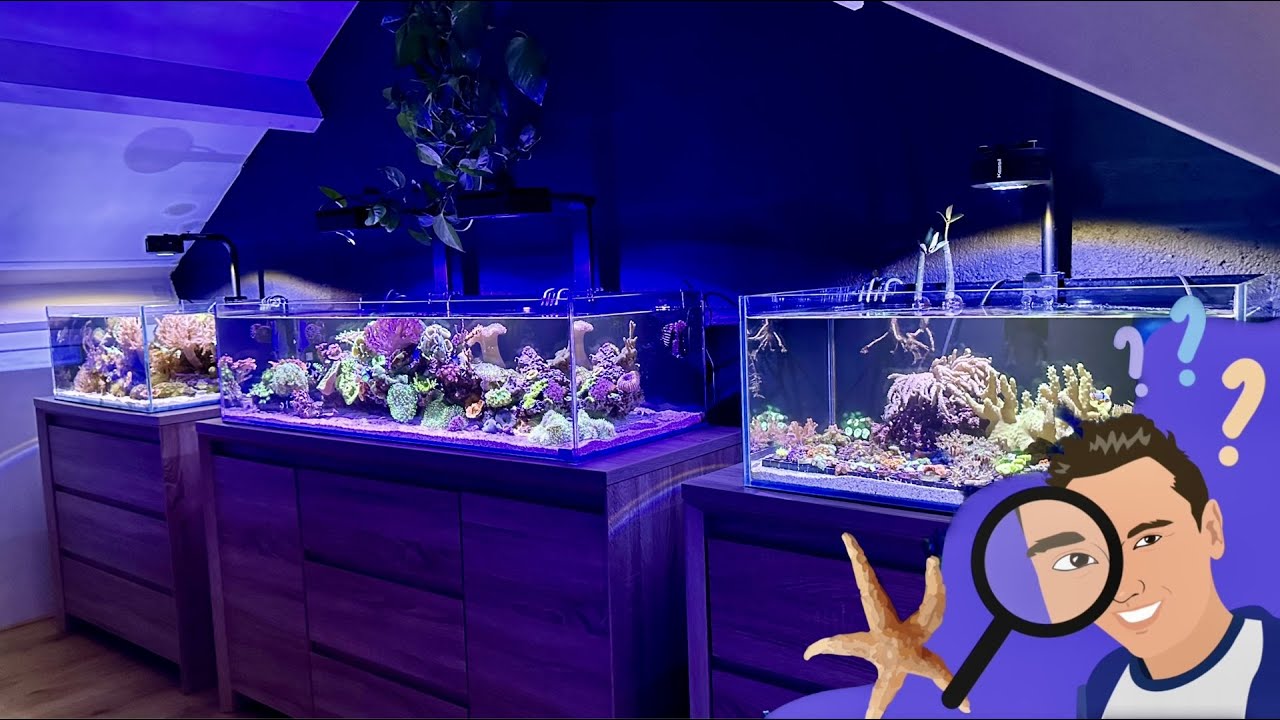 15 Minuten bij de Grootste Aquarium Youtuber van Nederland (Zoutwater) @Danny's Aquariums