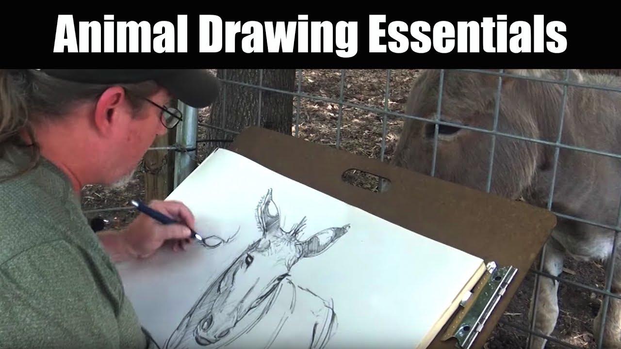 Drawing - Animal Drawing Essentials