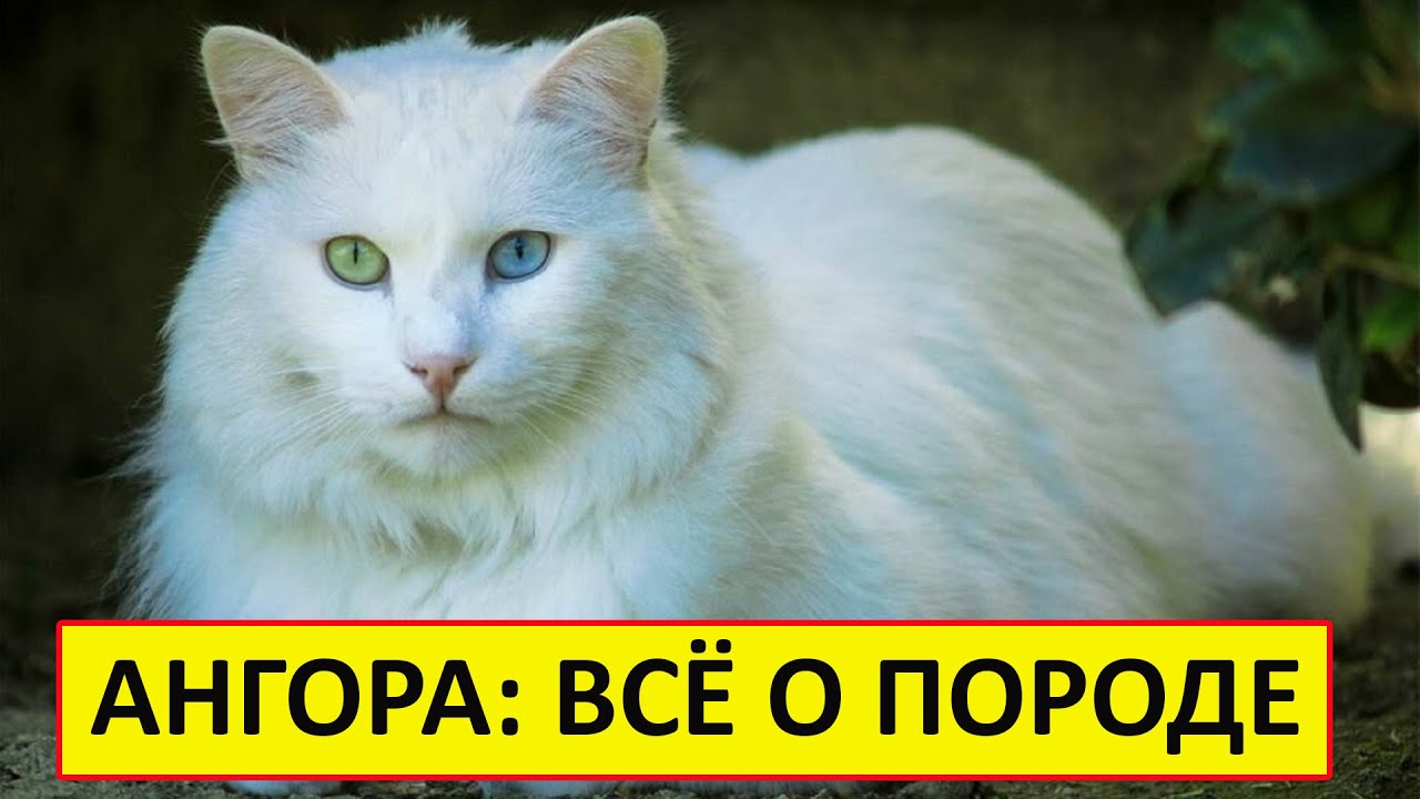 Турецкая Ангора: Всё о породе. Плюсы и минусы.