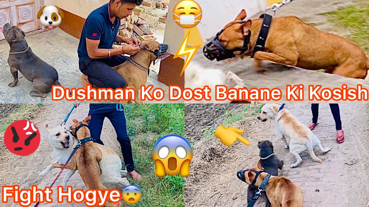 Rock Or Redking Dono Ko Mask Pehna Diya😷|| Labra Ki Sath Panga Hogya😨Coco Attack