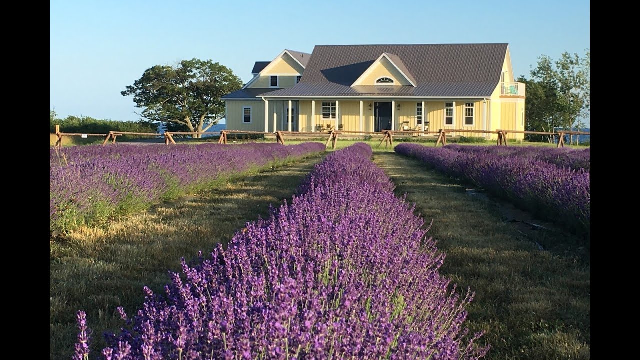 17461 Loyalist Pkwy, Prince Edward County, ON - Sotheby's International Realty Canada
