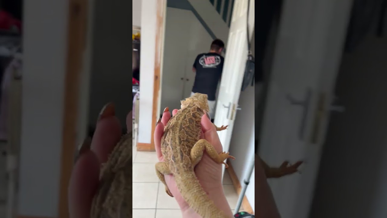 Lady Pranks a Guy with a Lizard Upclose
