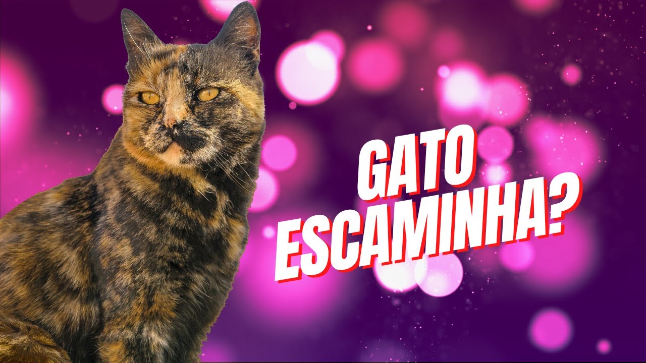 Gato Escaminha