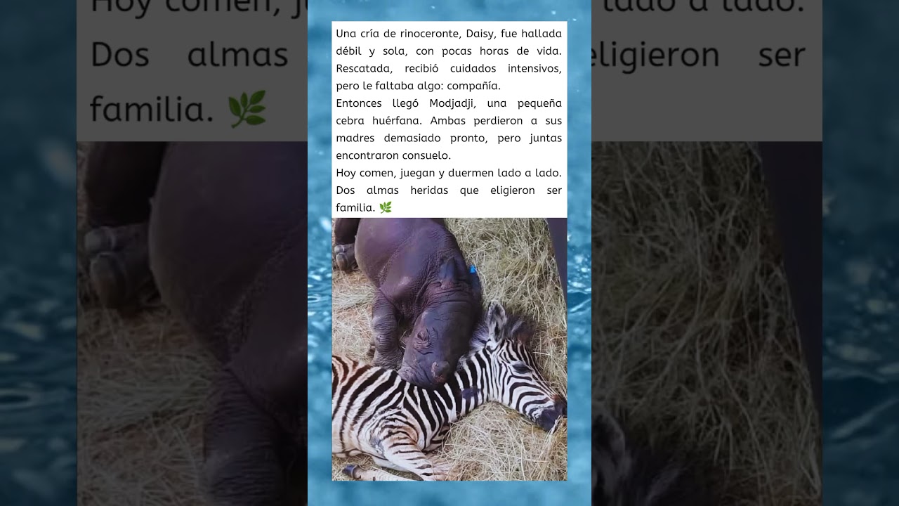 Daisy y Modjadji: Amistad que Sana 🦏🦓✨