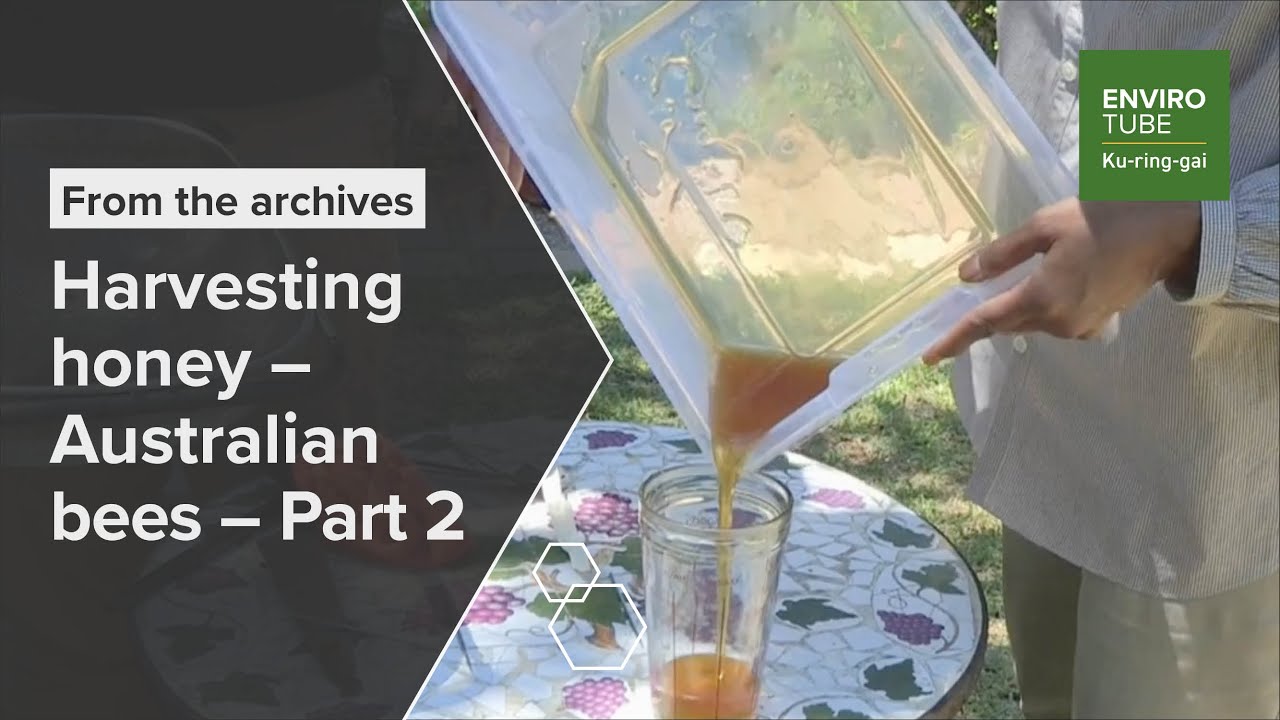 Harvesting honey   Australian bees   Part 2