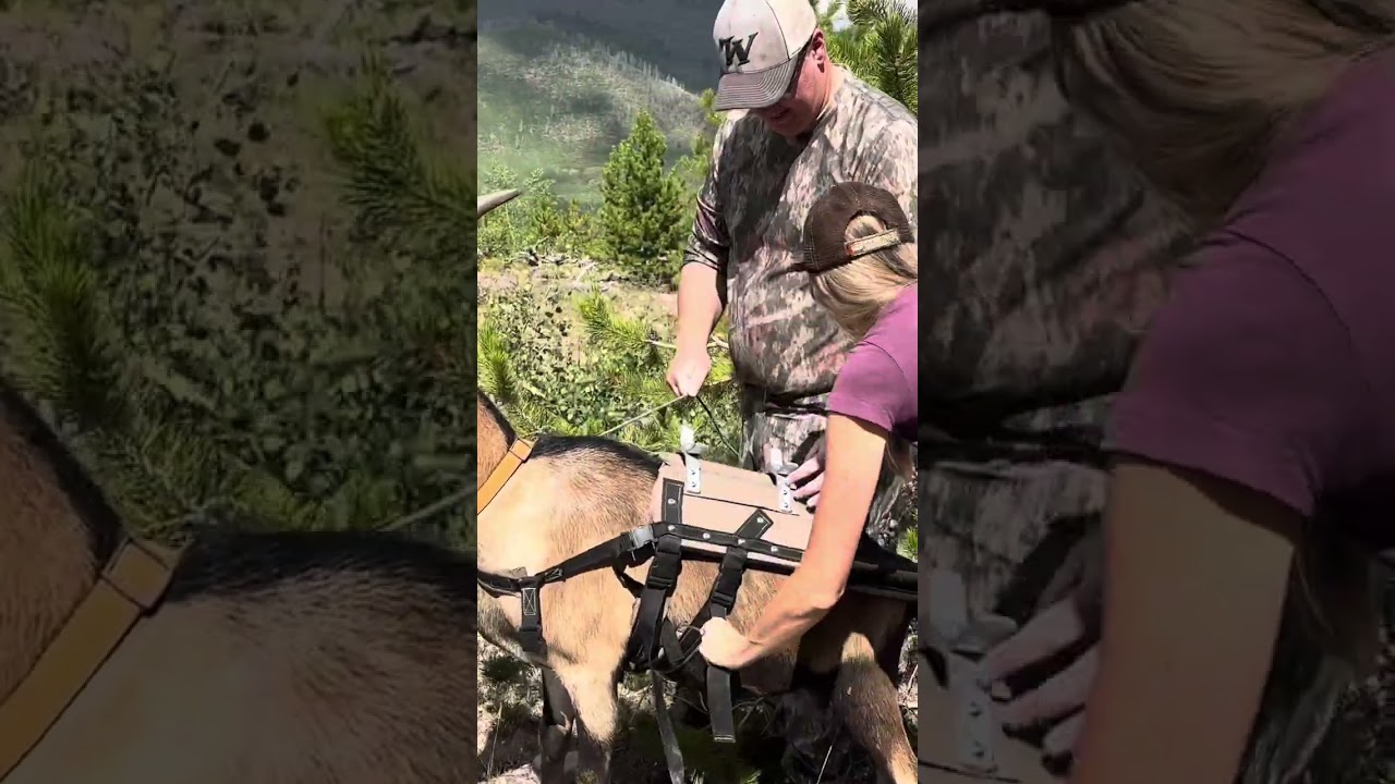 High Country Summer Mule Deer Scouting Trip With Pack Goats 