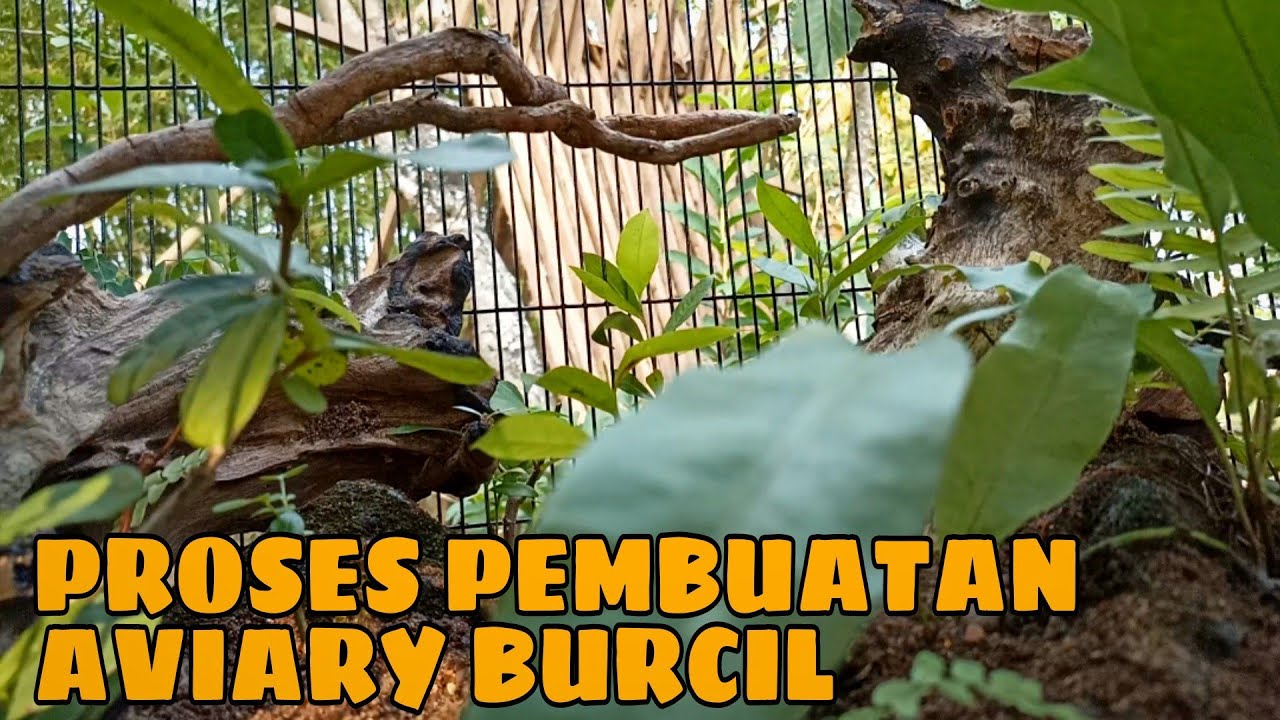 PROSES PEMBUATAN MINI AVIARY UNTUK SEMUA BURUNG KECIL