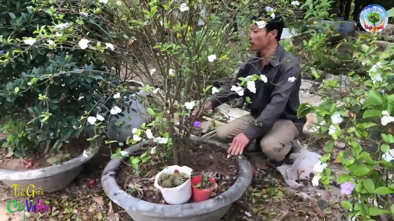 Chuyên gia chia sẻ về cách trồng và chăm sóc Cây hoa nhài Nhật ra hoa quanh năm.