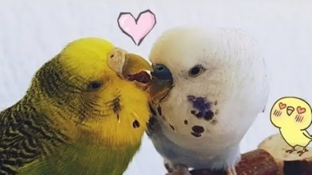 This is What Budgies Love & Hate Looks Like
