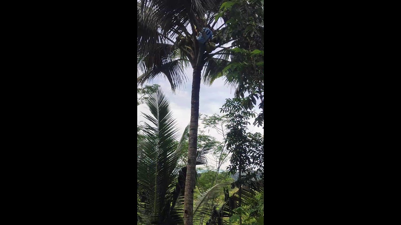 Rural Coconut Harvesting for Natural Farming Life #RuralAgriculture #TraditionalFarming