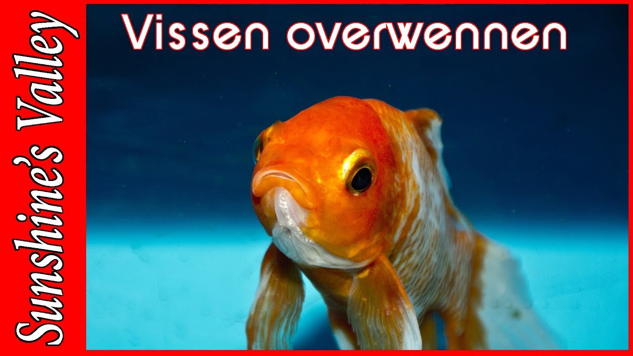 Overwennen van vissen/overzetten van vissen (deel 6 starten met aquarium) | Aquarium Sunshine Valley