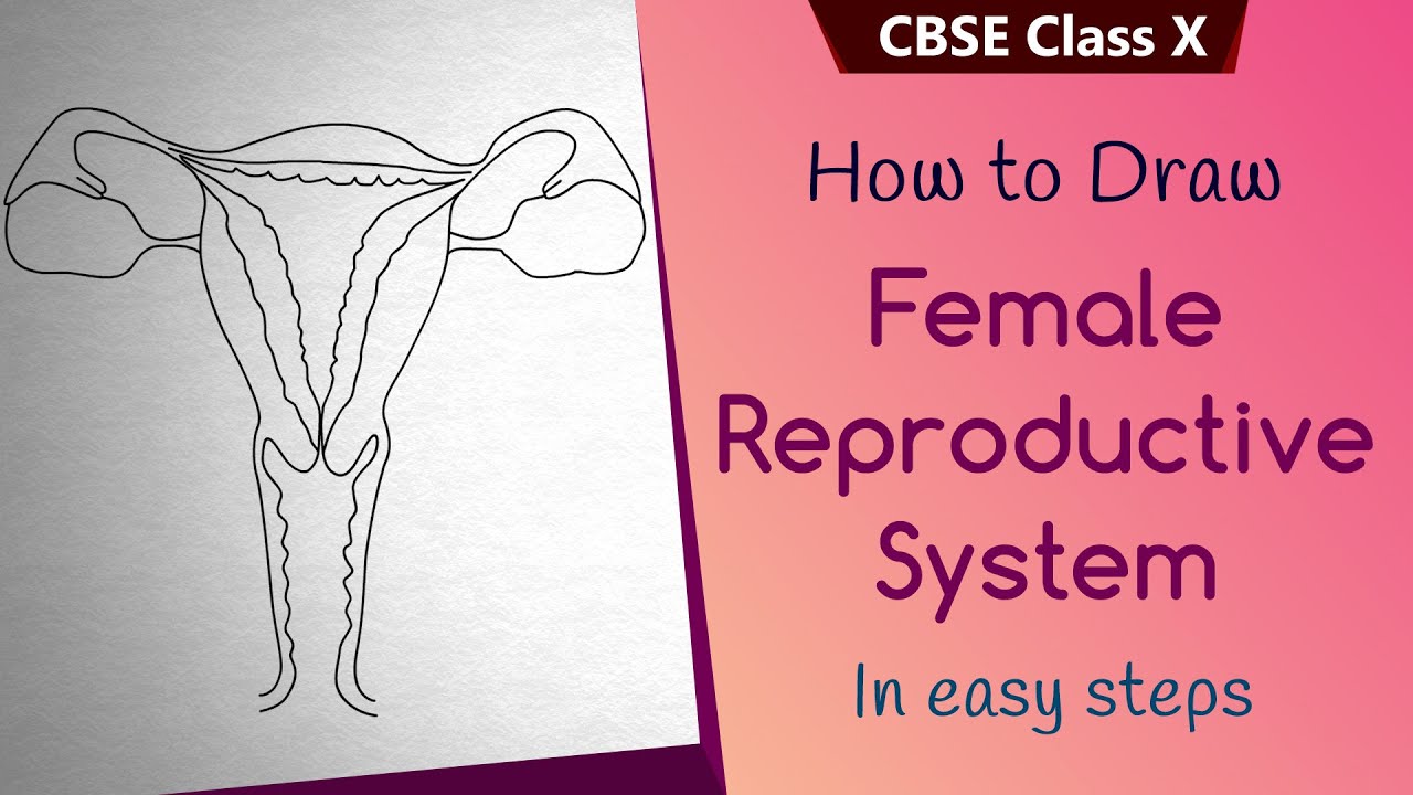 How to draw #Female reproductive system in easy steps |CBSE  10th Biology | ncert class 10th Science