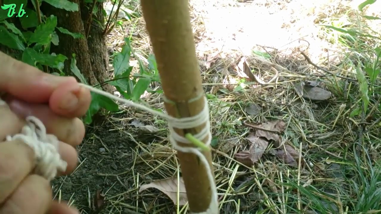 Göz aşısı nasıl yapılır, Dut ağacına kabuk aşısı nasıl yapılır?