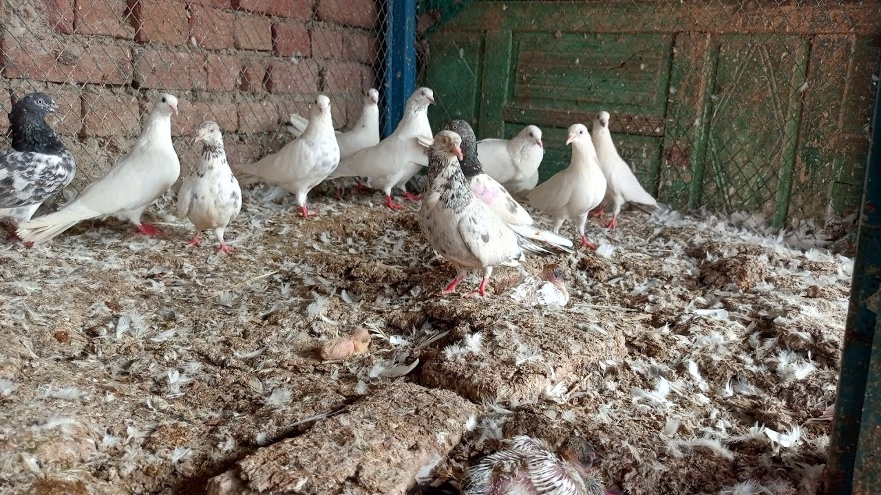 Pigeon 🕊️ farming | beautiful 😍 pigeon's|pigeon cage🕸️ | part 03