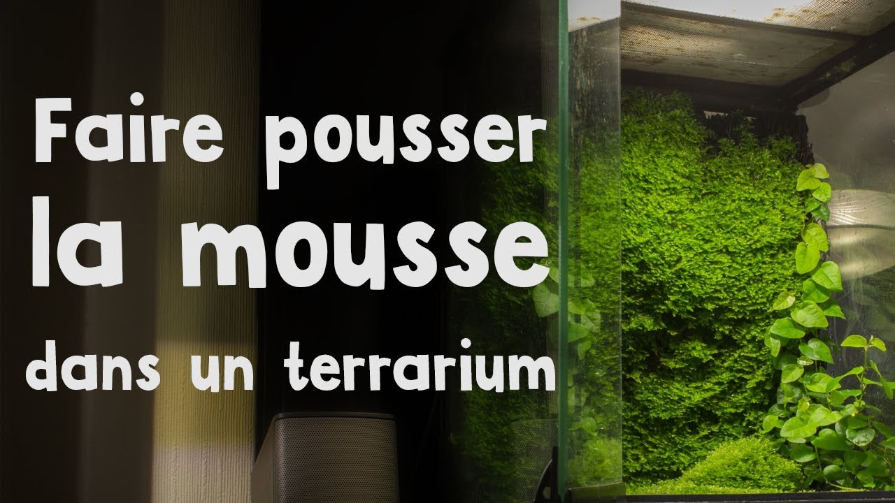 Comment faire pousser de la mousse en terrarium