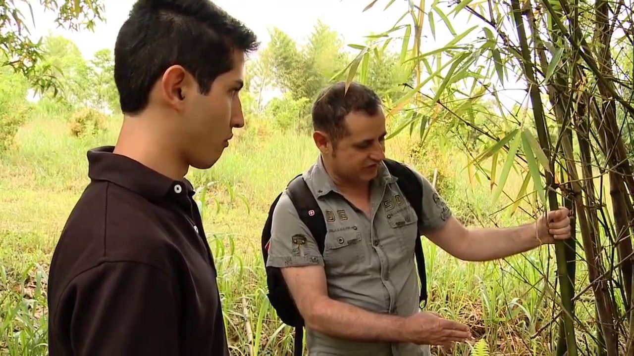 Como Cultivar Bambu