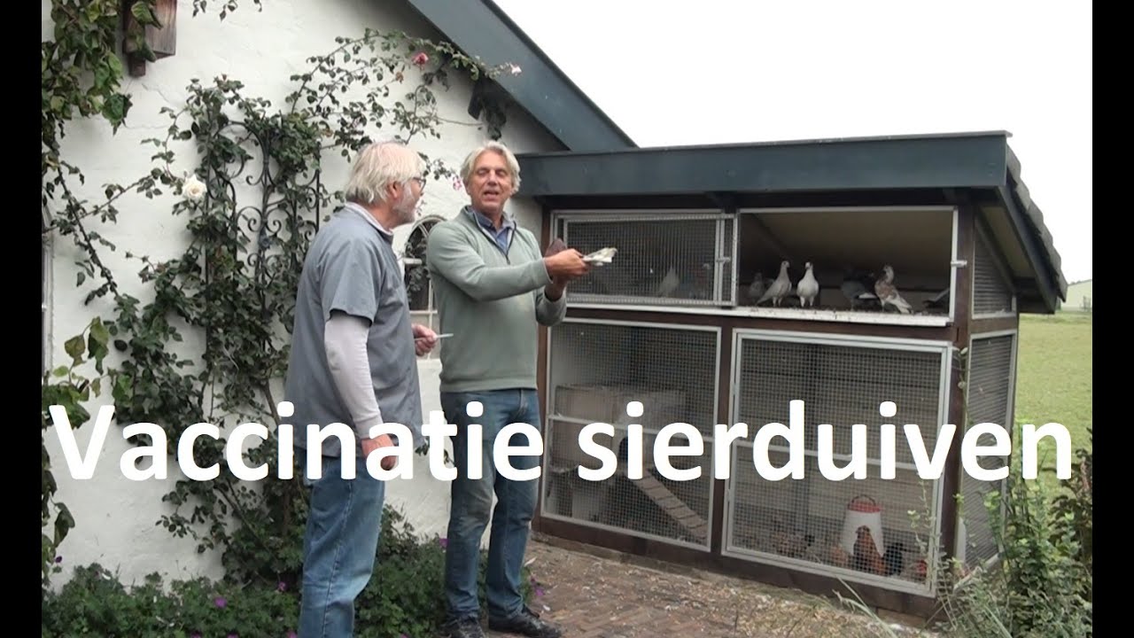 Vaccinatie sierduiven