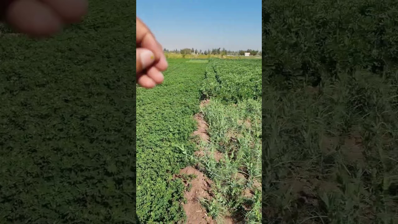 اراضي الوادي الجديد الخارجه جمال الطبيعة في الوادي الجديد مستقبل شباب مصر 01119258231 او 01277909285
