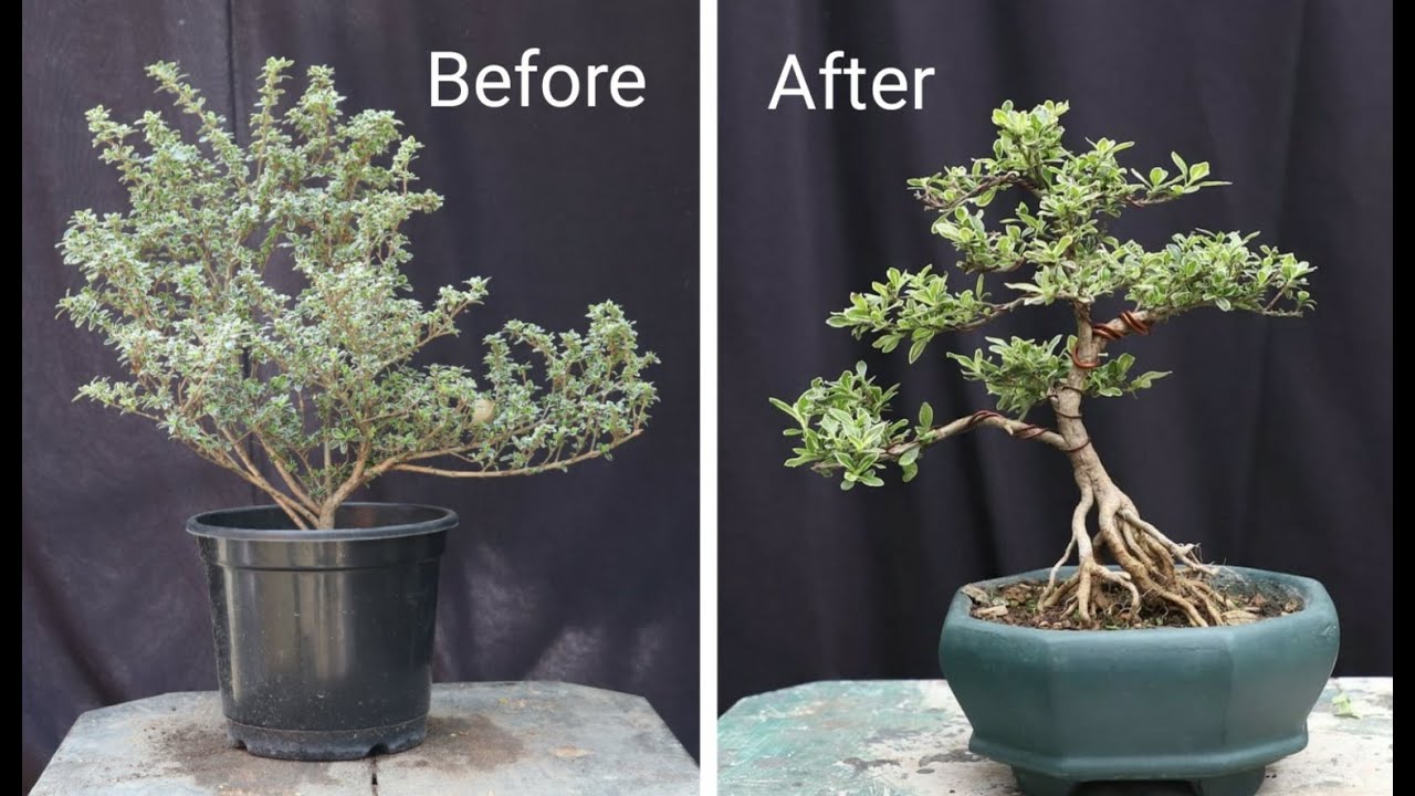 Snow-rose Bonsai, Beginner Series