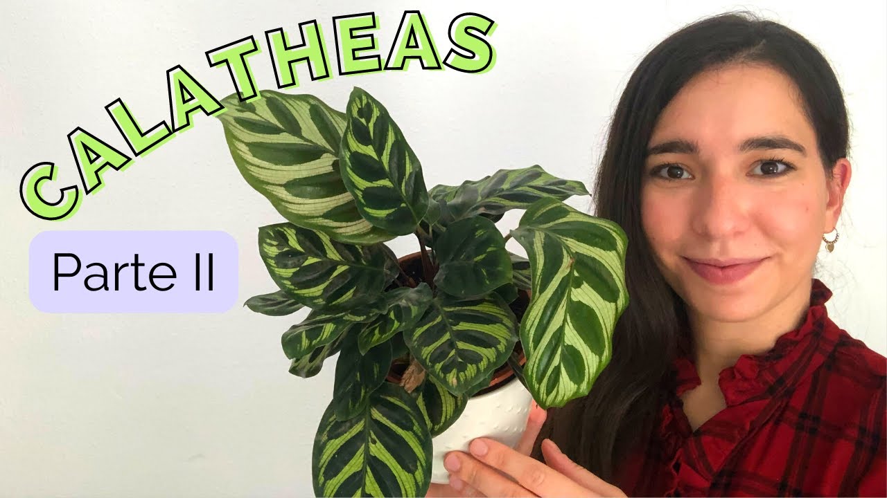 💜GUÍA de Cuidado de CALATHEAS parte 2 / PLAGA, ESQUEJES, SUSTRATO / MAKOYANA, TRIOSTAR, ROSEOPICTA