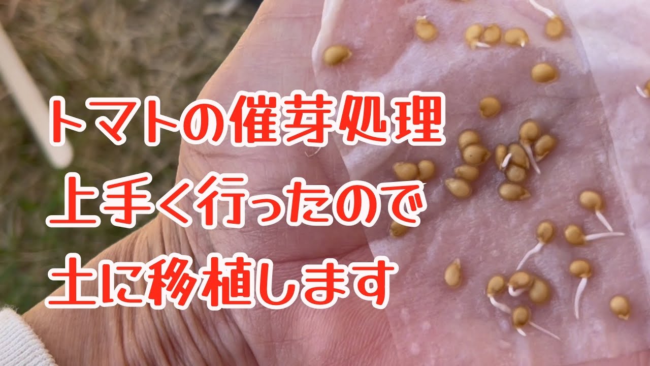 トマトの種根が出たので移植します【2月17日】