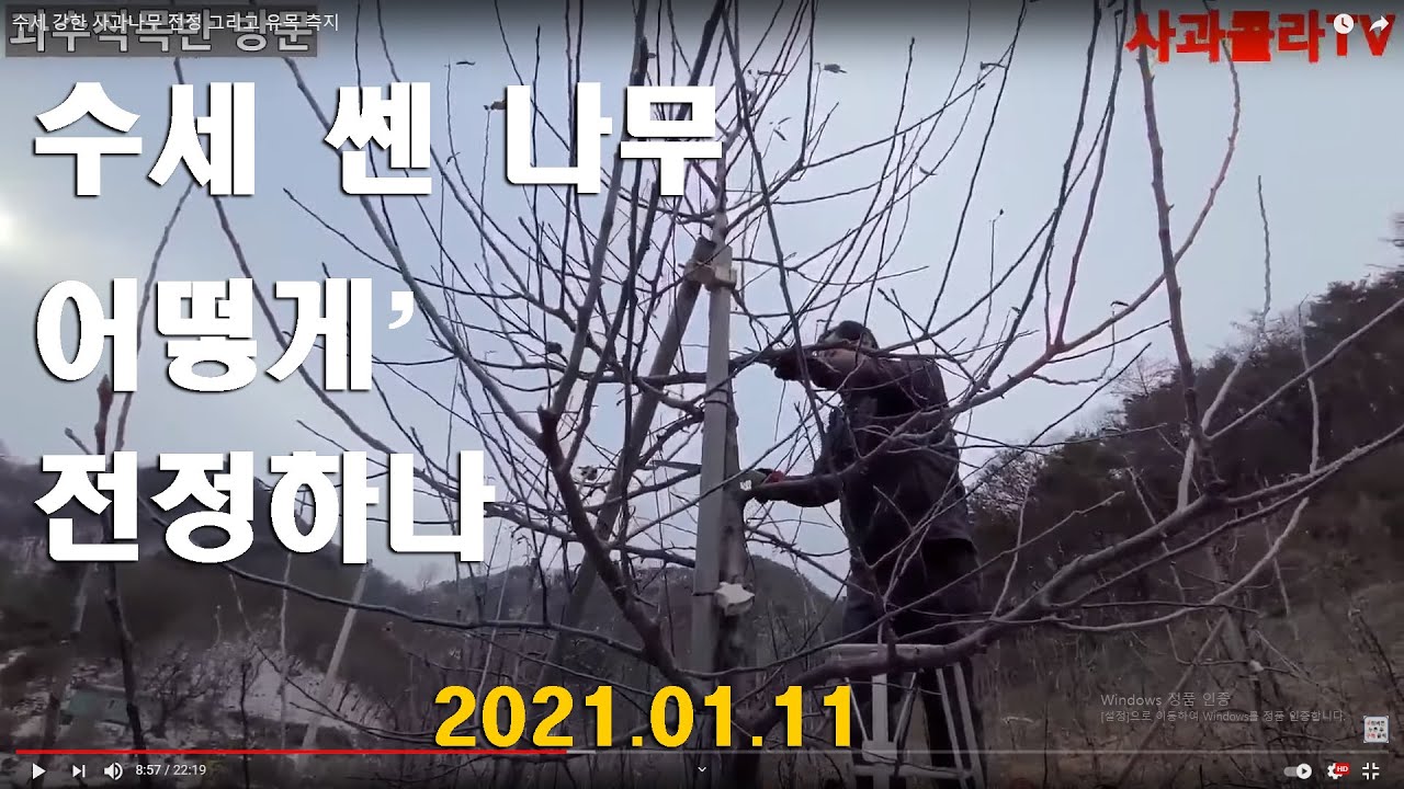 [사과전정]수세 강한 사과나무 전정 그리고 유목 측지
