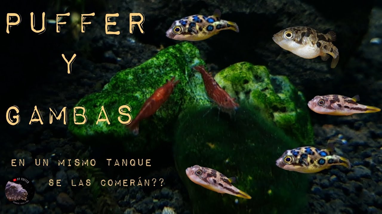PEA PUFFER Y GAMBAS Conviviendo Juntos