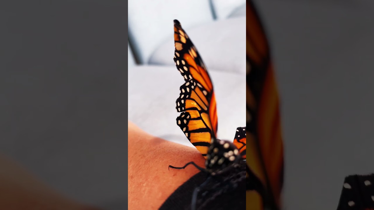 Let it go! Monarch butterflies getting ready to fly! #butterflies #butterflyresearch #ecoscience