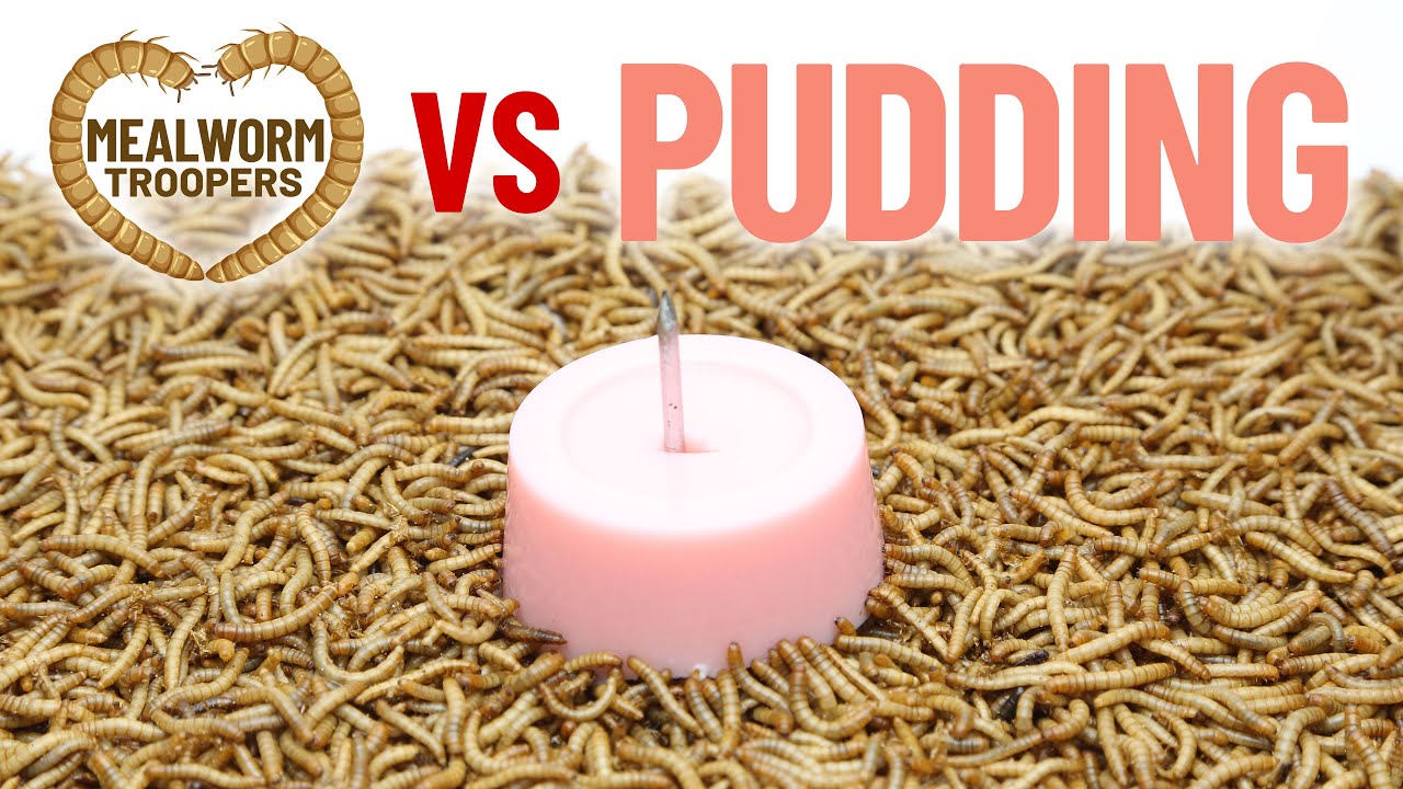 What Happens When Mealworms Eat PUDDING? | MEALWORM TROOPERS Timelapse Experiment