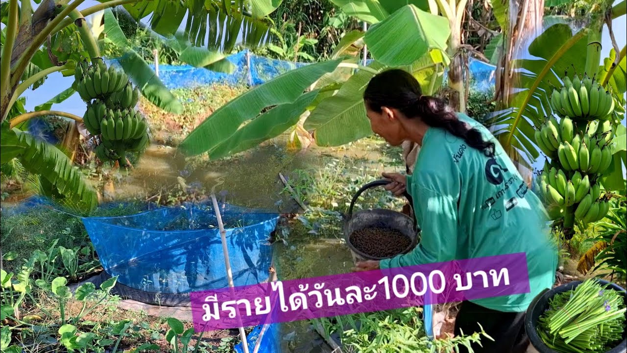 ทุกอย่างไม่พอขาย2ตายายทำเกษตร2ไร่มีรายได้วันละ1-3พันบาท