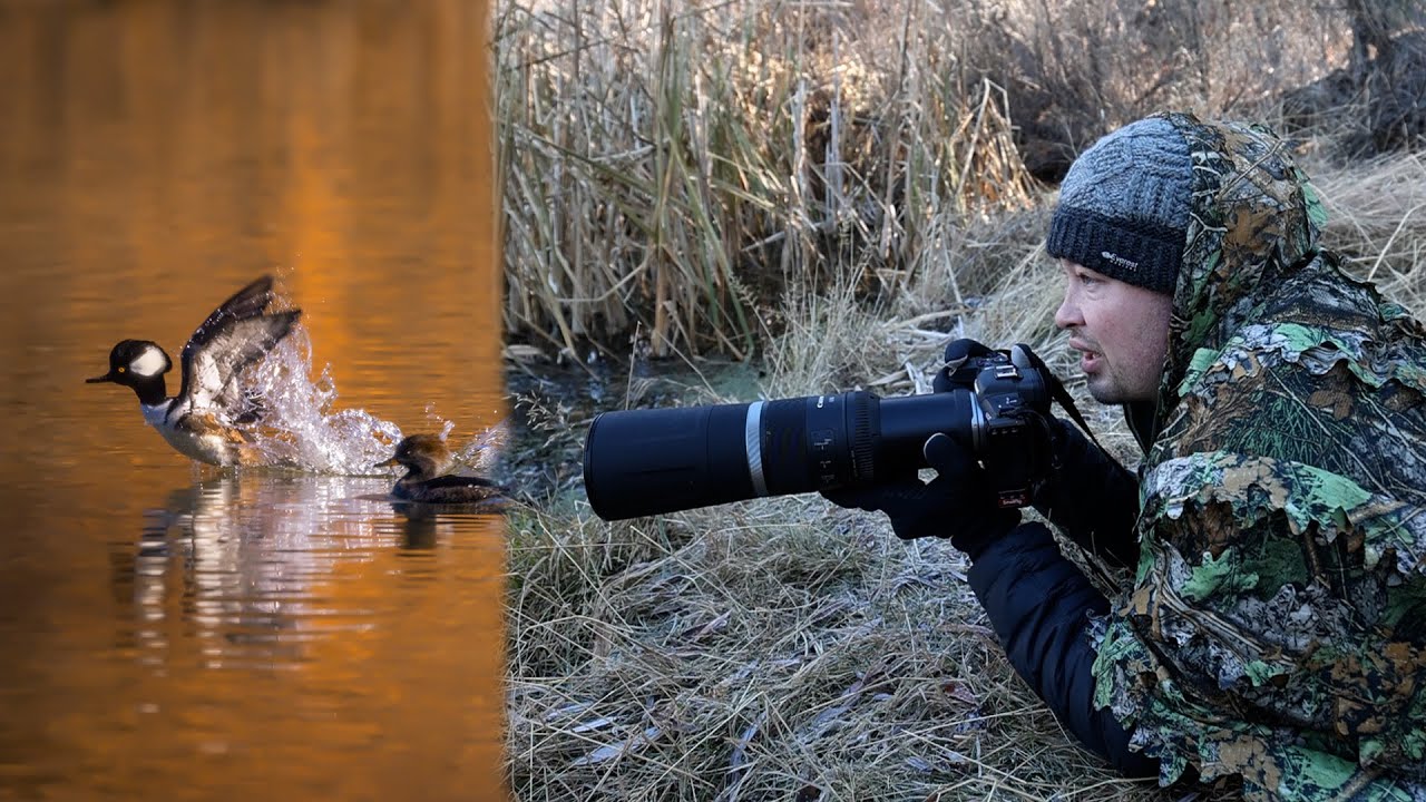 Photographing Hooded Mergansers And Osprey With The Canon R5 And RF 800mm: WILDLIFE PHOTOGRAPHY