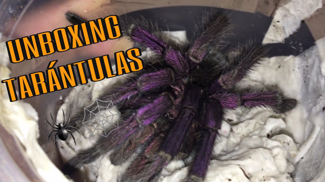 UNBOXING TARÁNTULA MORADA GIGANTE!
