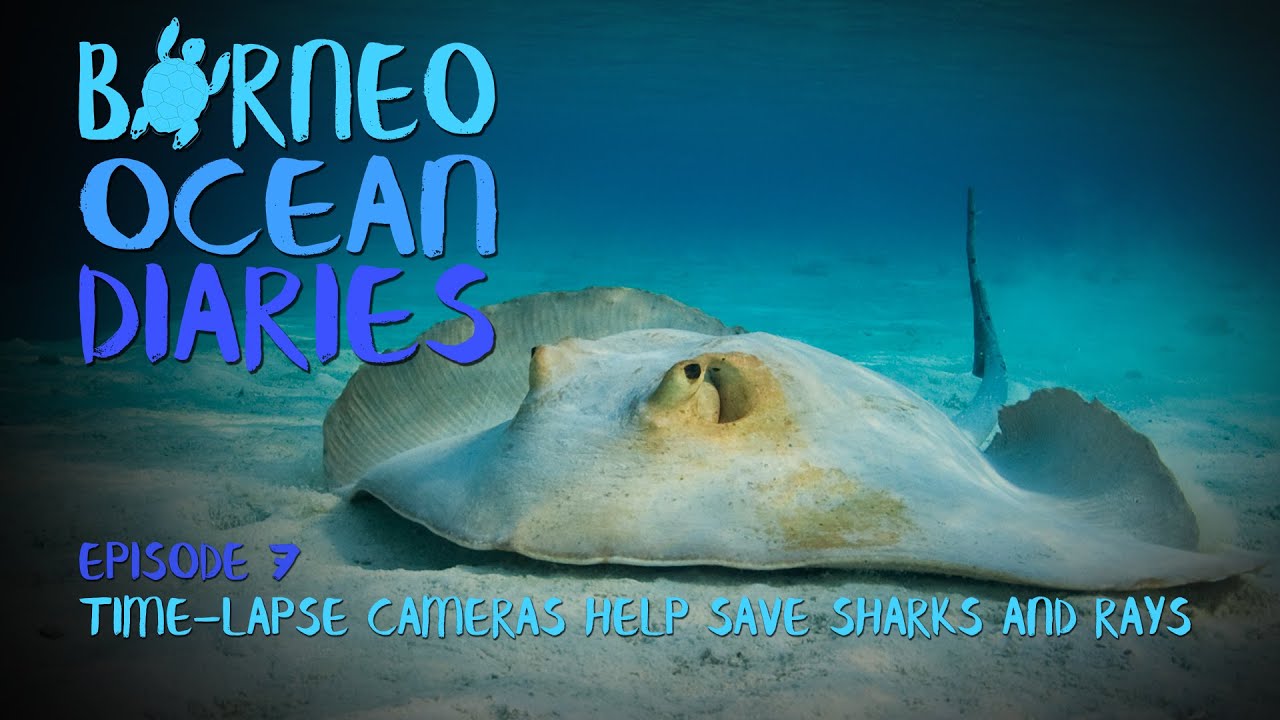 Time-lapse cameras help save Sharks and Rays  [4K] | Borneo Ocean Diaries (S01E07) | SZtv