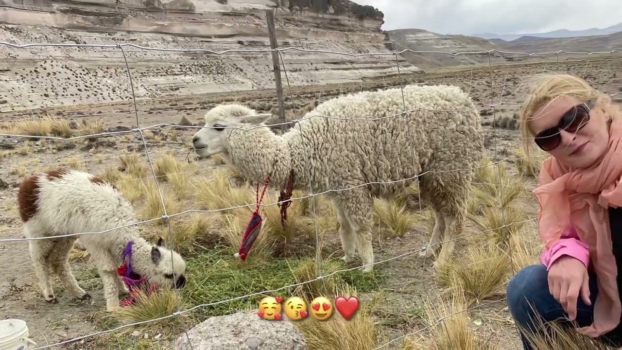 How cute: Kisses with alpaca ... And so high ... - The Andes - Peru