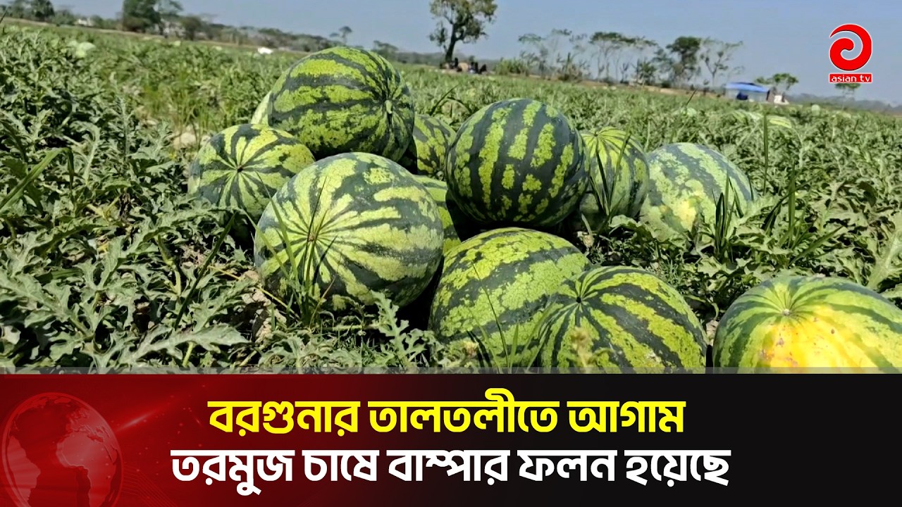 বরগুনার তালতলীতে আগাম তরমুজ চাষে বাম্পার ফলন হয়েছে | Asian Television