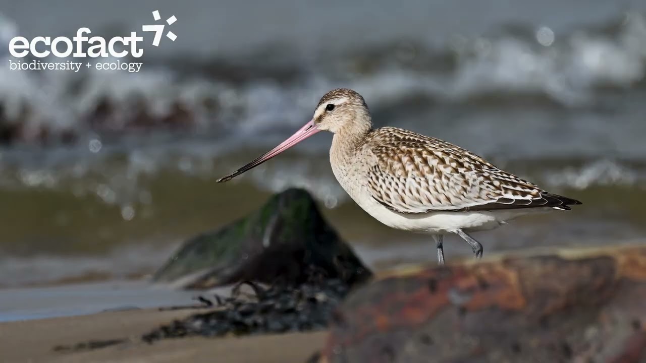 Bar-tailed Godwits on the Shannon Estuary, October 2025 (4K)
