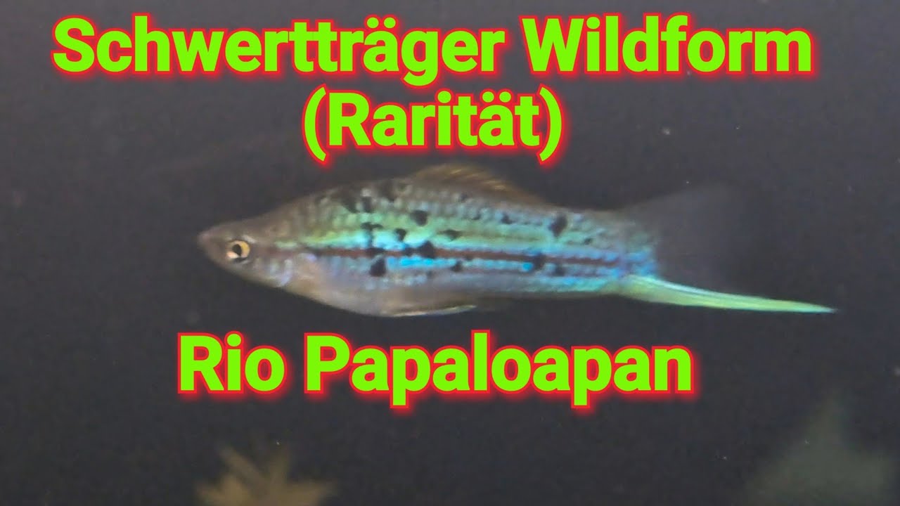 Fischvorstellung [Schwertträger Wildform Rarität] Xphophorus helleri - Rio Papaloapan  !!
