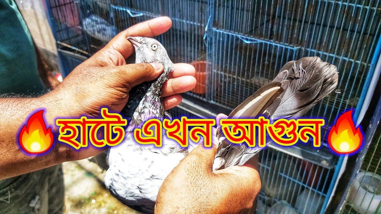 মিরপুর ১ কবুতর হাট আজকে গরম 🔥 | Miraj Pigeon