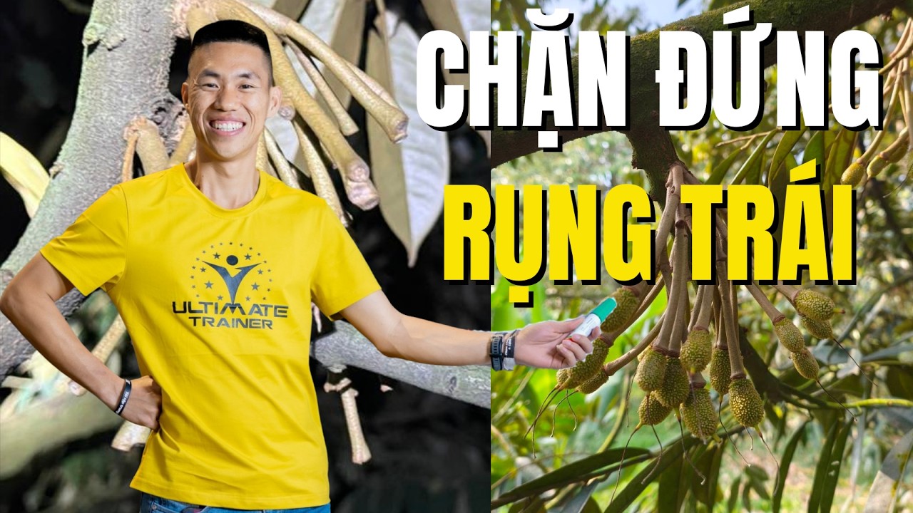 Cách chủ vườn chặn đứng rụng trái sầu riêng nhờ phác đồ dìu đọt hữu cơ bậc cao | Phạm Đức Thiện