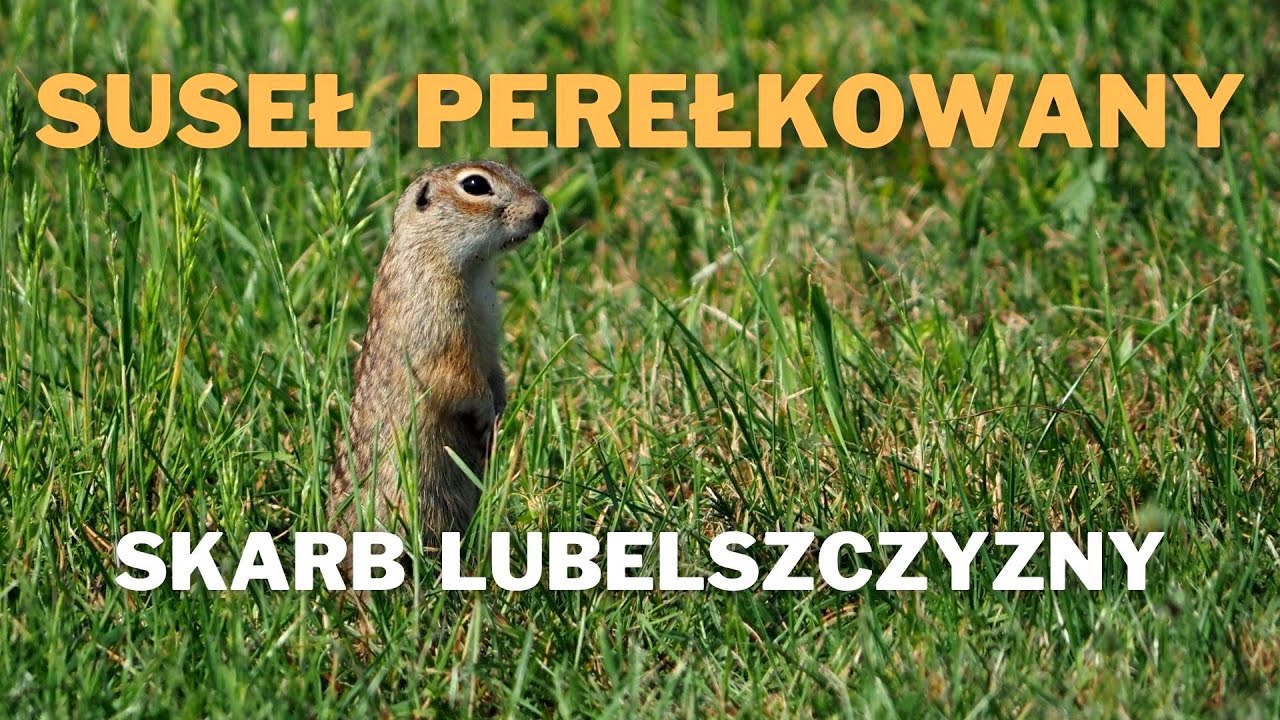 Suseł perełkowany - skarb Lubelszczyzny