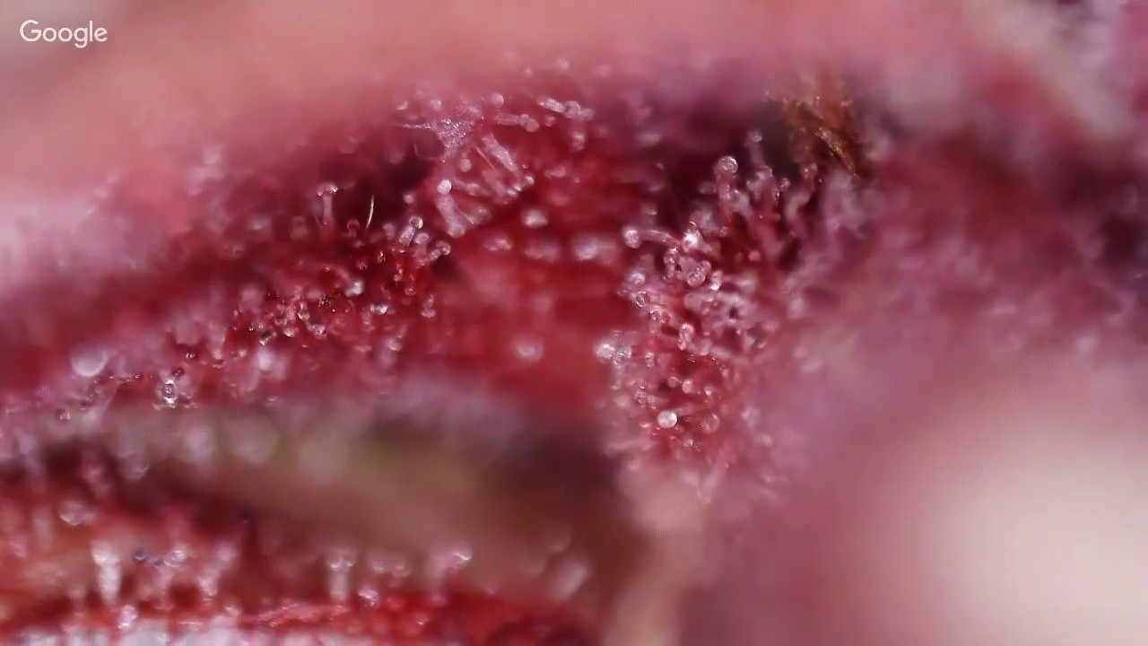 Trichome Inspection: Pure Power Plant and Ninja Fruit