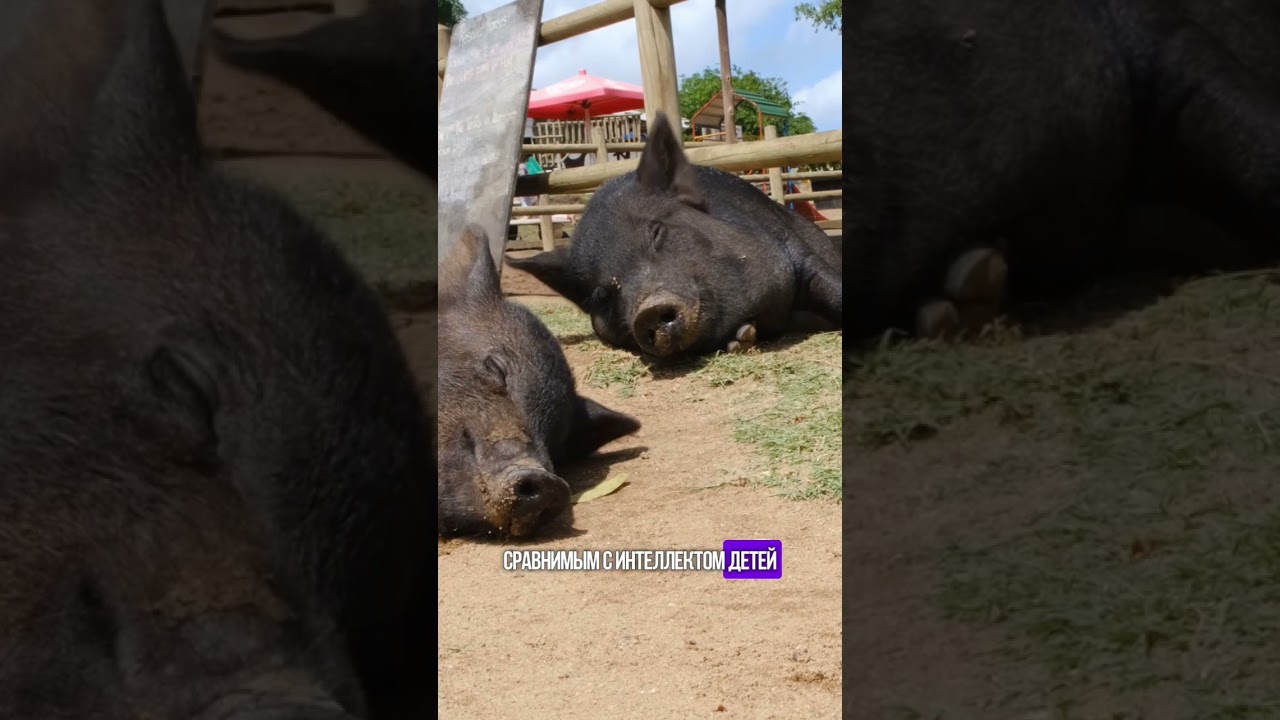 🐽3 УДИВИТЕЛЬНЫХ ФАКТА О СВИНЬЯХ🐽 #рекомендации #животные #факты #свинья #природа