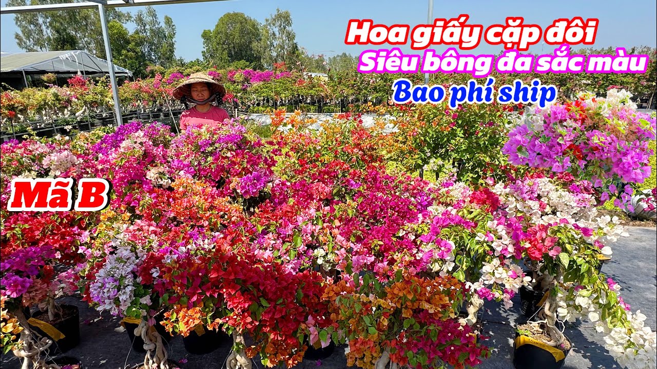Hoa giấy cặp đôi đa sắc siêu bông giá bao phí ship..05/02😘📲 0334497872.Phước-Tài