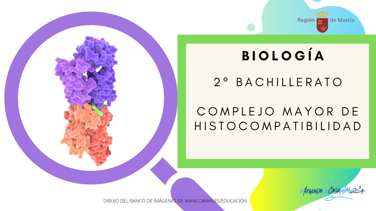 EL COMPLEJO MAYOR DE HISTOCOMPATIBILIDAD