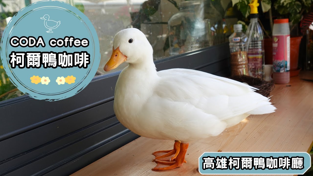 全台第一間柯爾鴨咖啡廳！鄰近高雄駁二特區🦆｜CODA coffee 柯爾鴨咖啡 高雄市鹽埕區