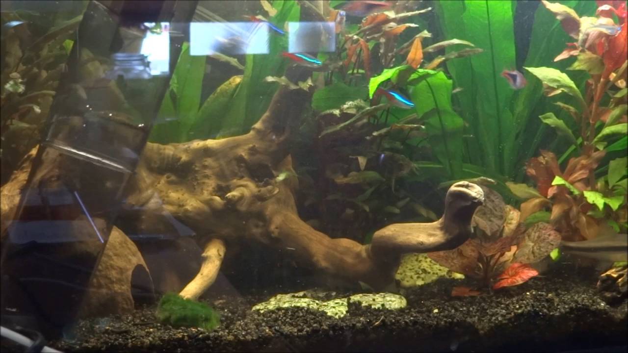 Revisión Aspirador Acuario Eheim Quick Vac Pro