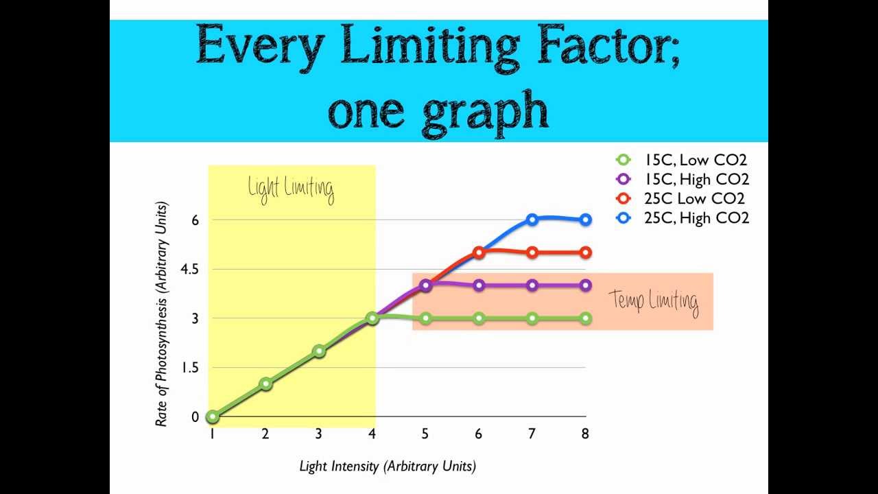 Limiting Factors of Photosynthesis