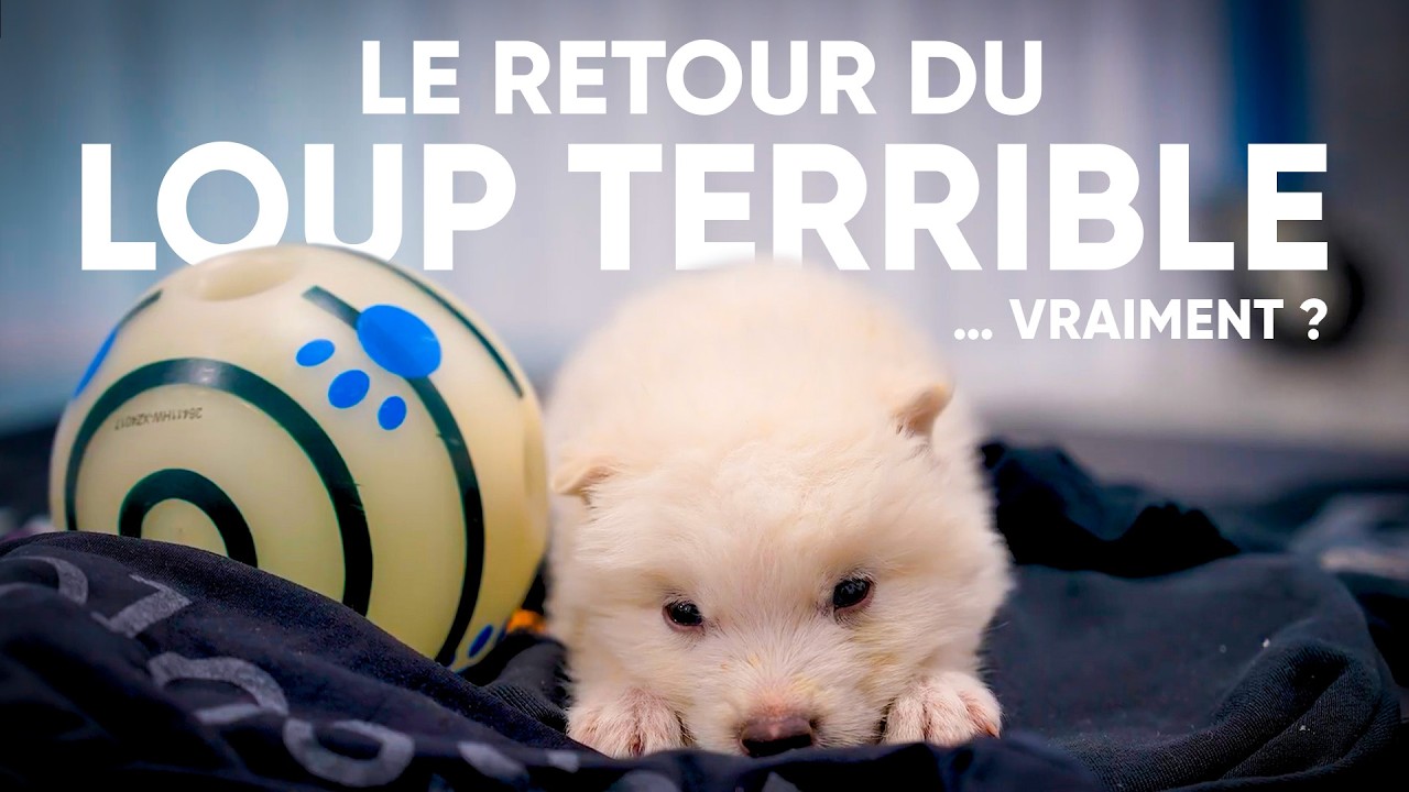 Loups géants ressuscités, souris-mammouths : le projet fou de COLOSSAL expliqué