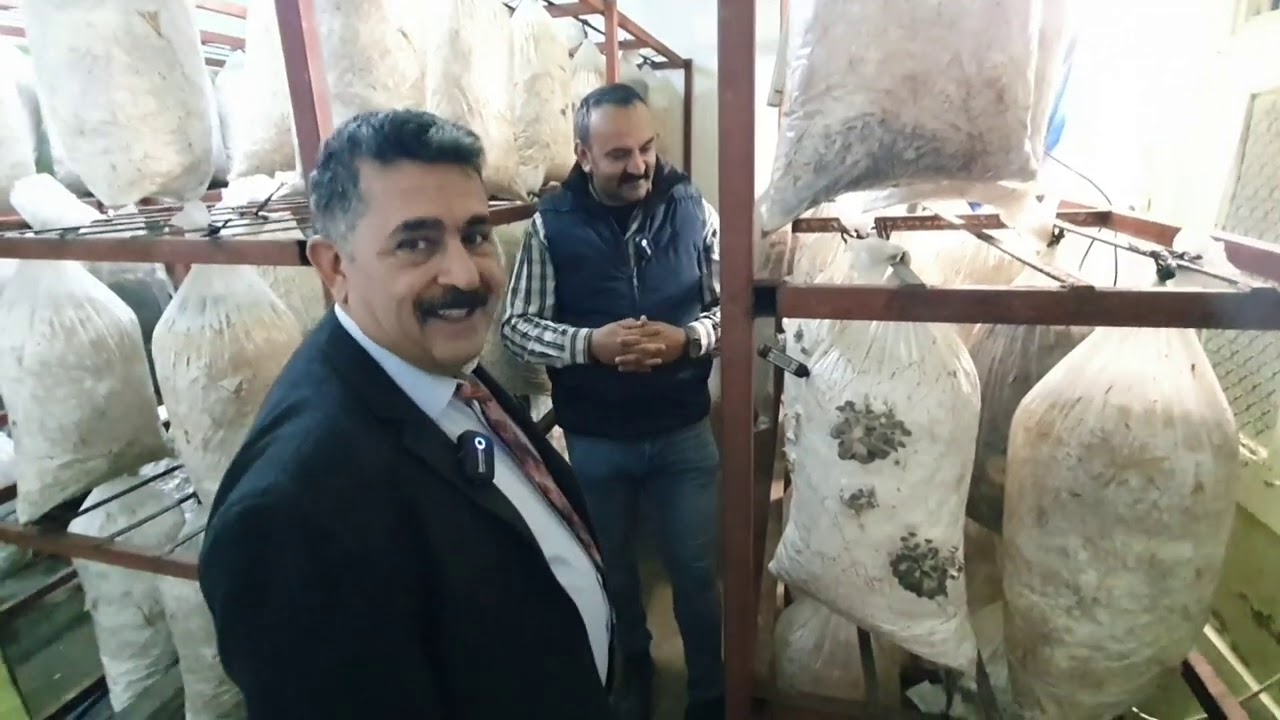 İstiridye🍄 MANTARI🍄 nasıl 🍄yetiştirilir  🍄